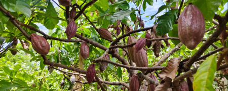Cocoascan