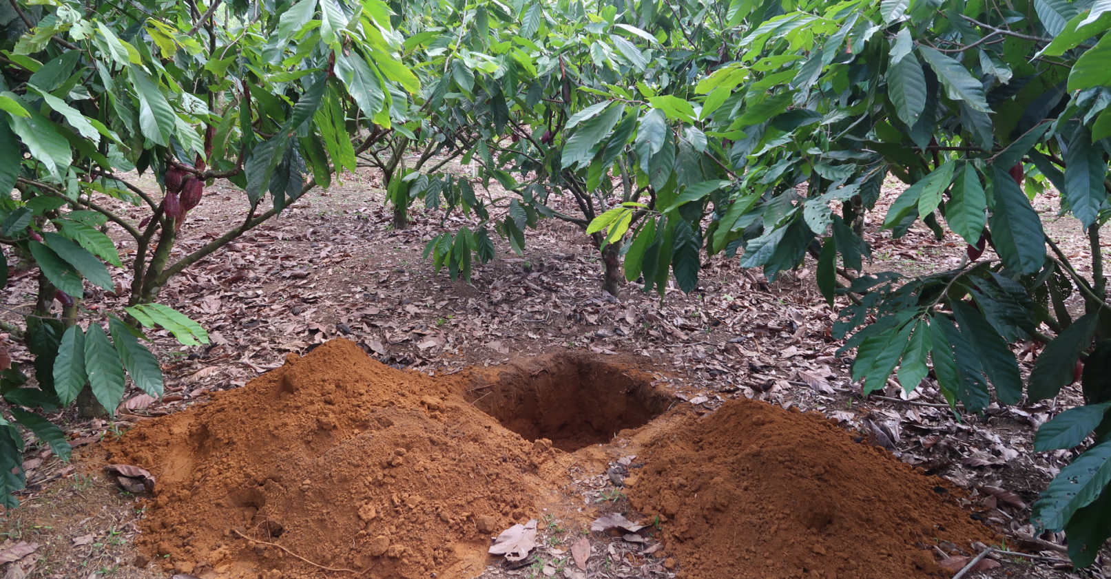 Soil Health