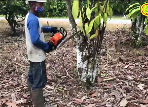 Replanting 2