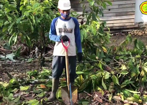 Replanting 5