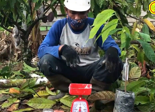 Replanting 6
